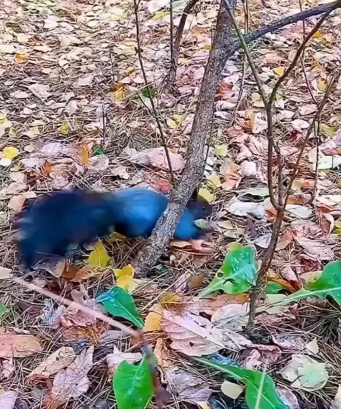Blue...?