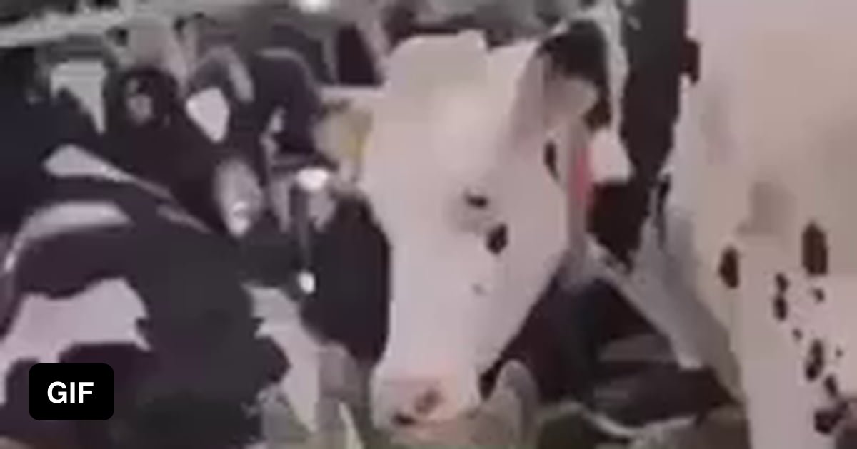 Cow With Odd Eye 9GAG Cow With Odd Eye 9GAG