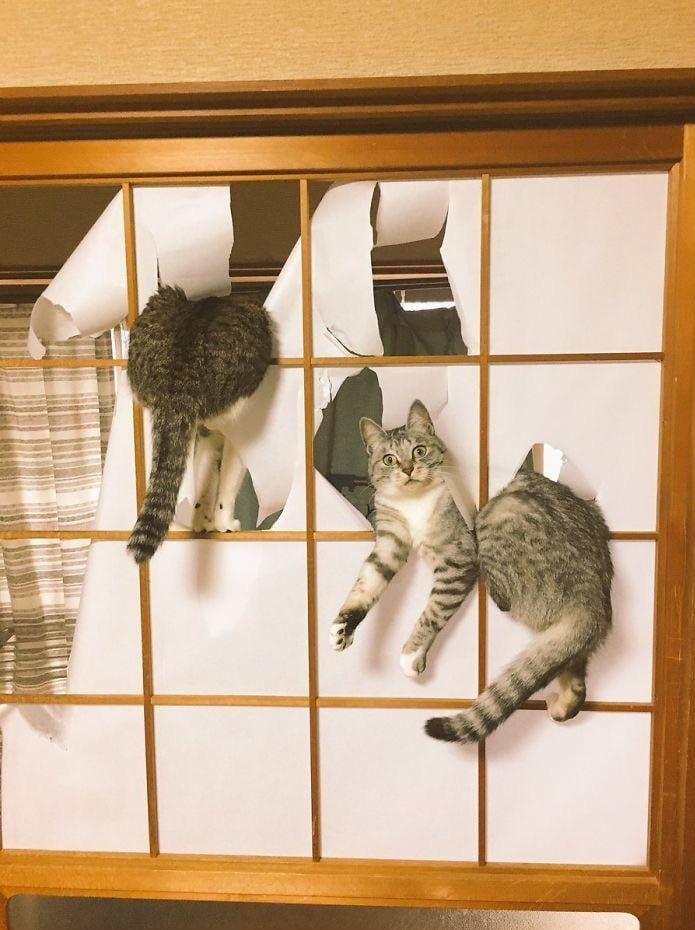 Choose the squares that contain cats 9GAG