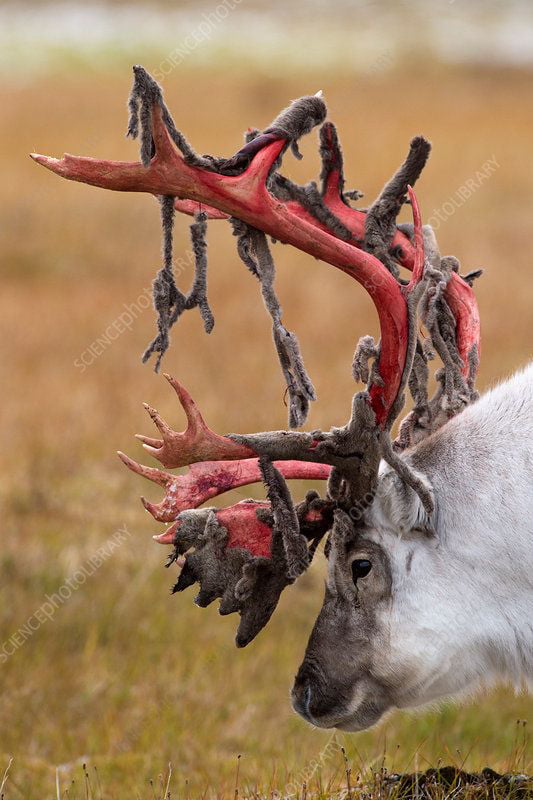 Reindeer Shed Their Antlers During Fall First The Soft Velvety Tissue 