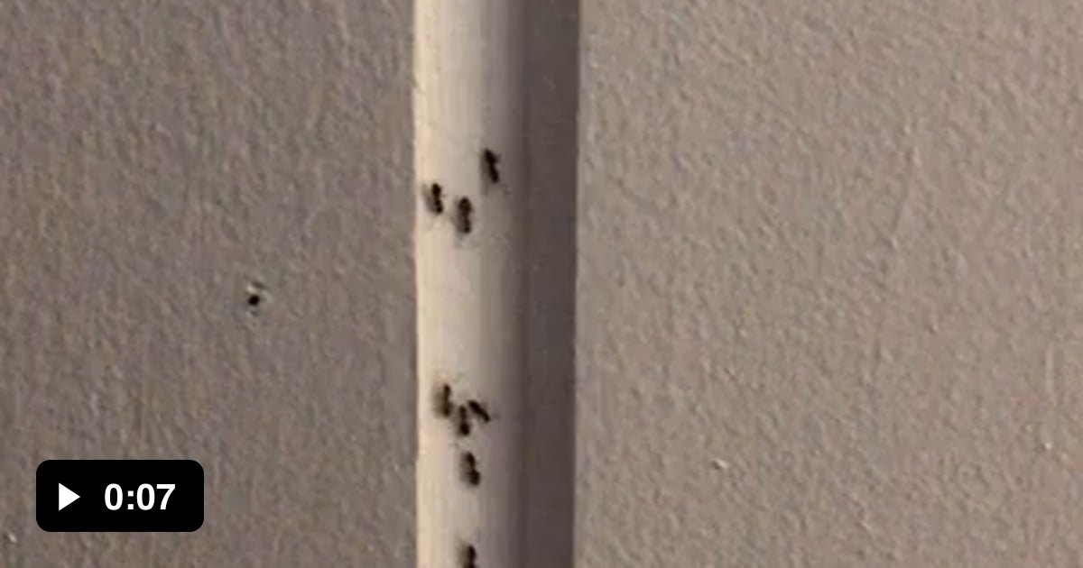 Ants coming from and going to a bait trap. - 9GAG