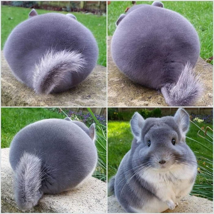 Chonker! - 9GAG