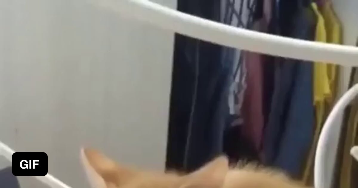 Kitten sinking into a memory foam pillow 9GAG