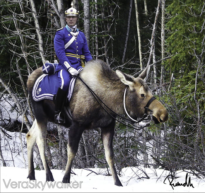 The olden golden days! Sweden experimented with a Moose cavalry in the ...