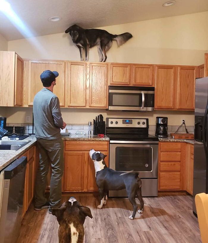 3 Dogs A Man And Kitchen Cabinets 9gag