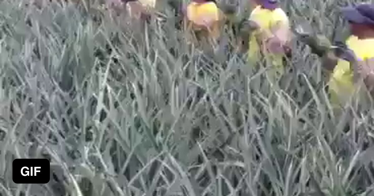 Team Work Makes The Dreamwork 9GAG
