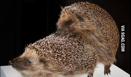 Hedgehog sex pics