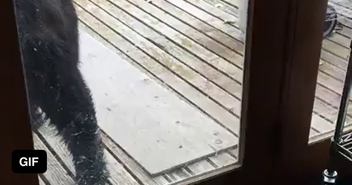 Cat Scares Bear 9GAG