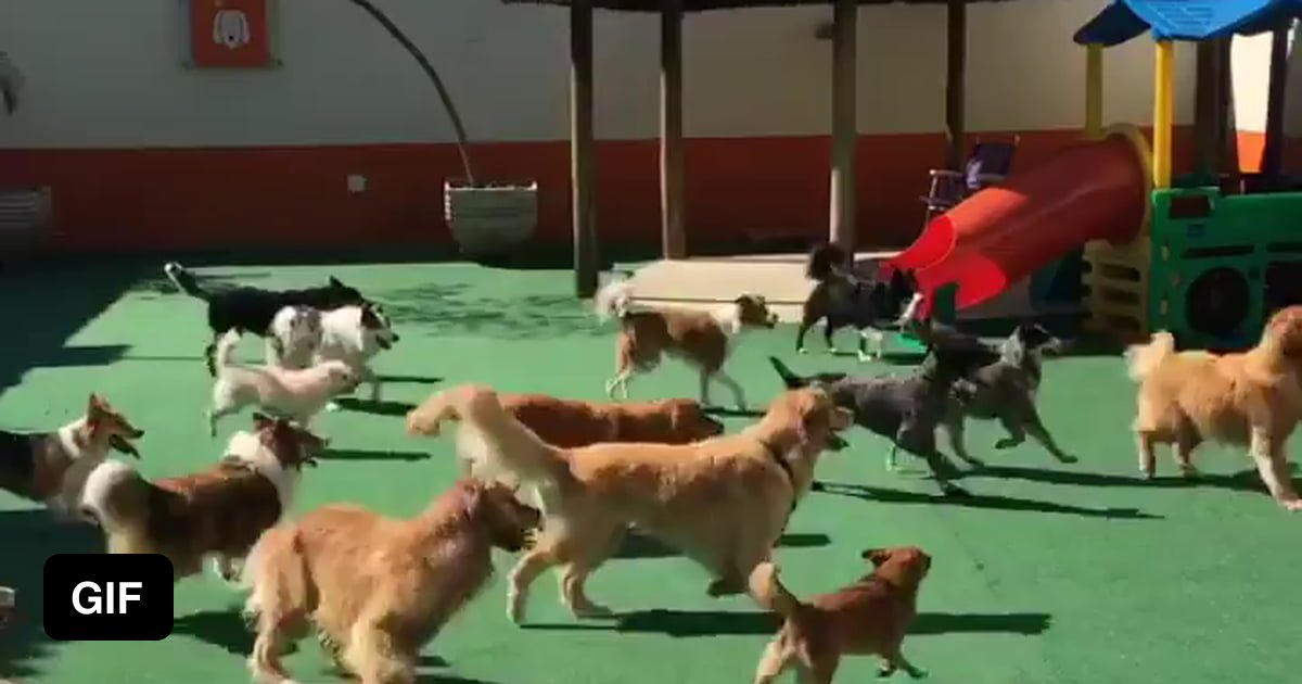 Playing keep-away with an army of puppers - 9GAG