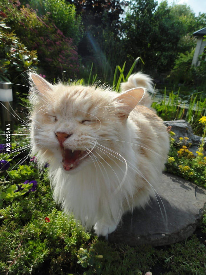 As Every Cat Owner Knows Nobody Owns A Cat 9GAG As Every Cat Owner Knows Nobody Owns A Cat 9GAG
