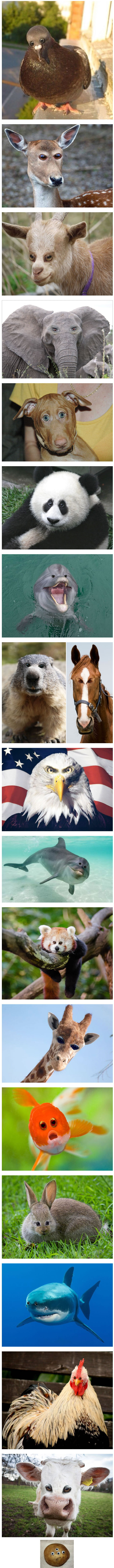 Animals With Eyes at the Front