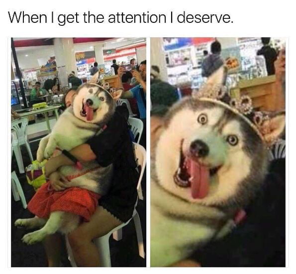 Get all The Attention - 9GAG