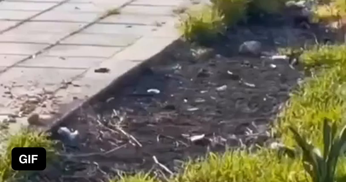 A kind person helps the cat out of it's misery 9GAG