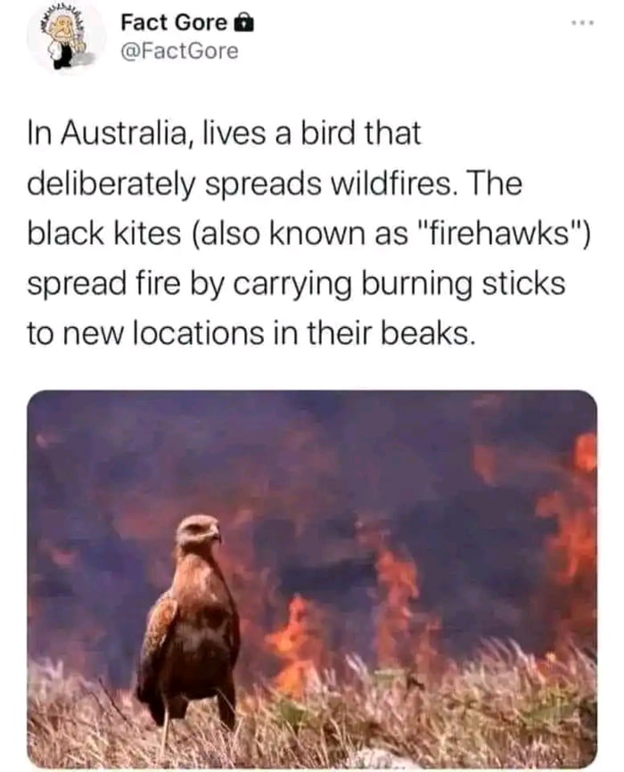 Some birds want to burn this world - 9GAG