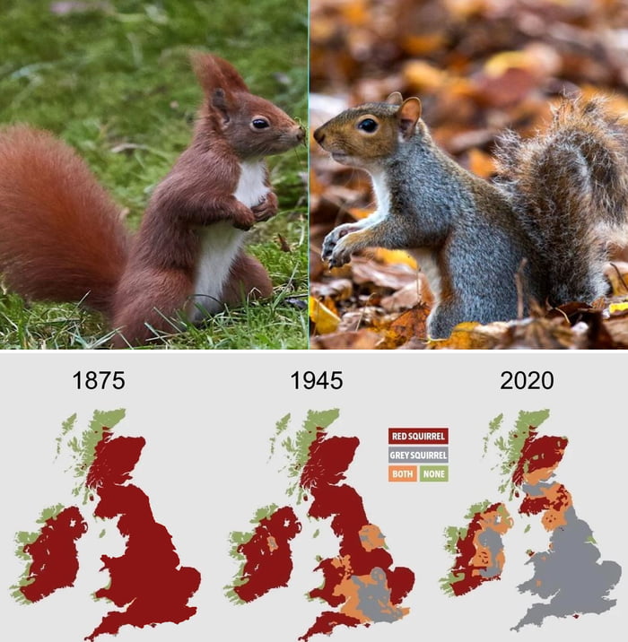 How The Invasive Grey Squirrel Is Taking Over England - 9GAG