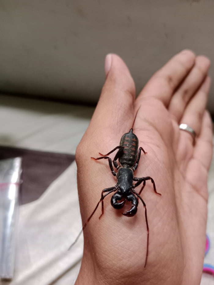 Peliharaan baru vinegaroon, looks like wide awake nightmare but it is