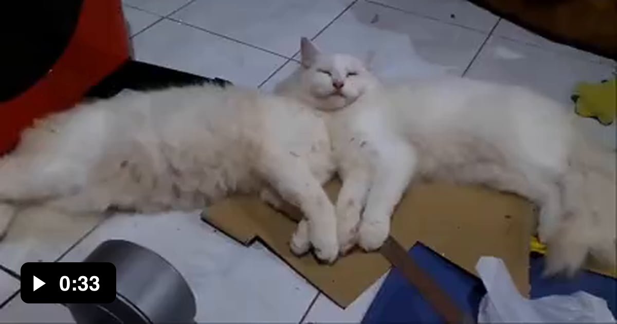 Biblically accurate cat 9GAG