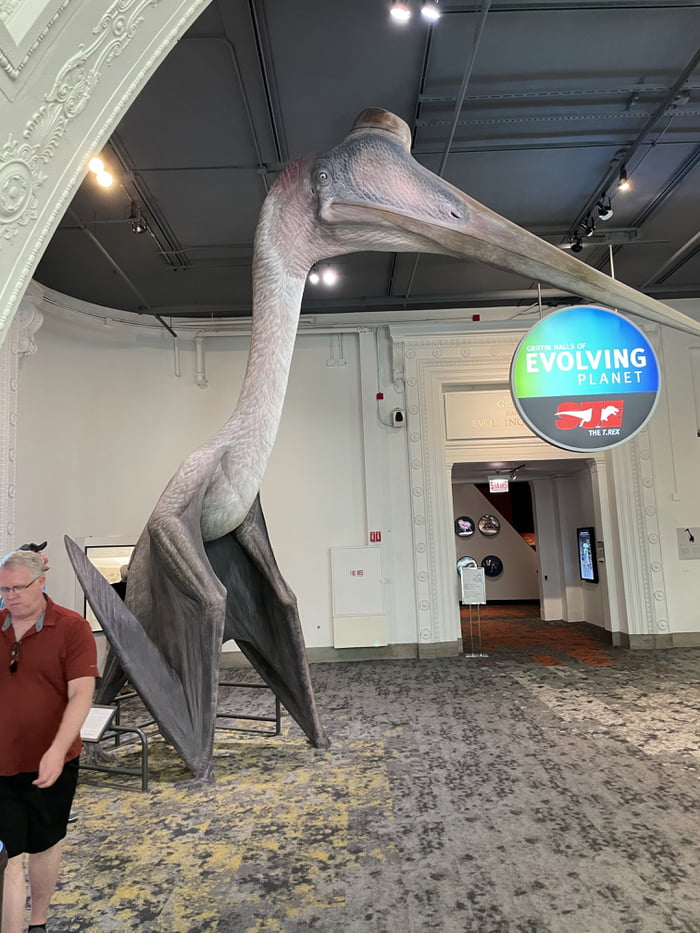 Quetzalcoatlus Northropi reconstruction Was The Largest Lizard so quetzalcoatlus-northropi-reconstruction-was-the-largest-lizard-so