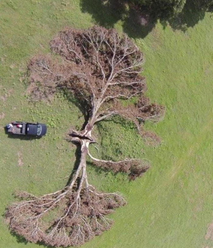 A tree split down the middle by lightning 9GAG