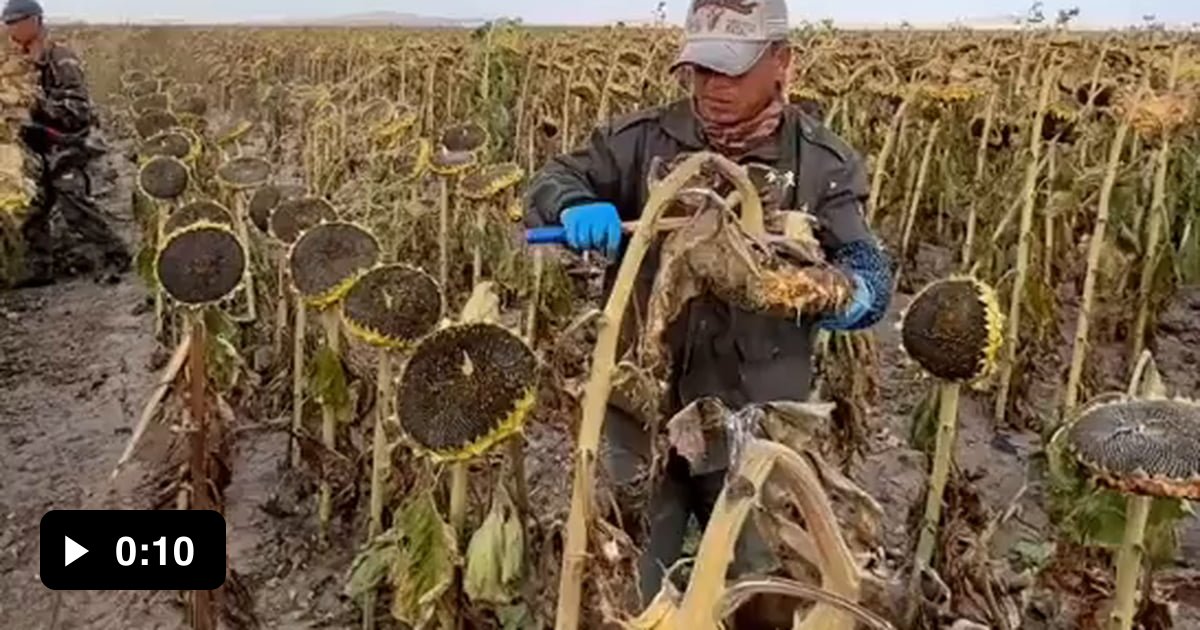 Handharvesting sunflowers 9GAG