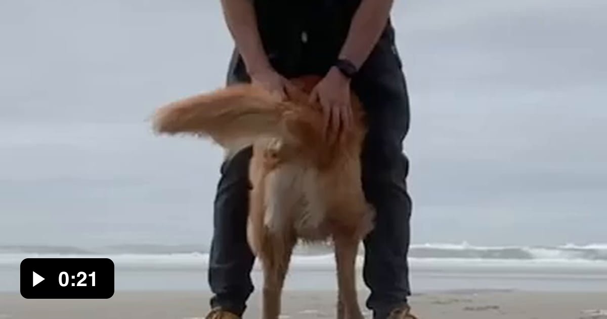 Golden Retriever Nala's special dance, the Nala Stomp with her owner ...