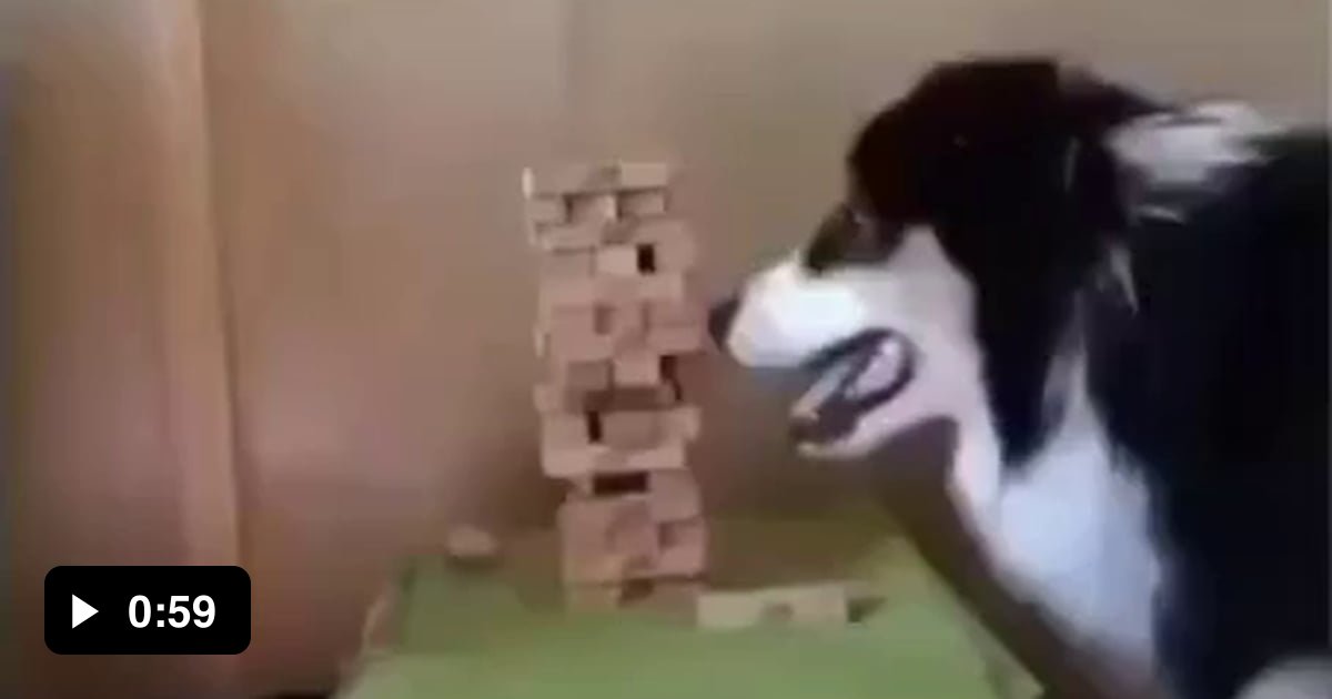 Dog that plays Jenga 9GAG