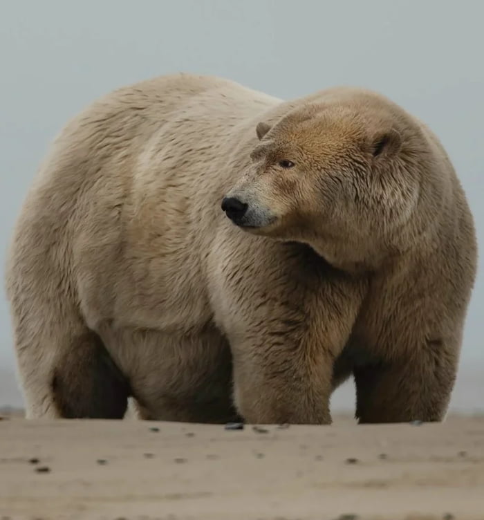 This is the fattest polar bear in Alaska