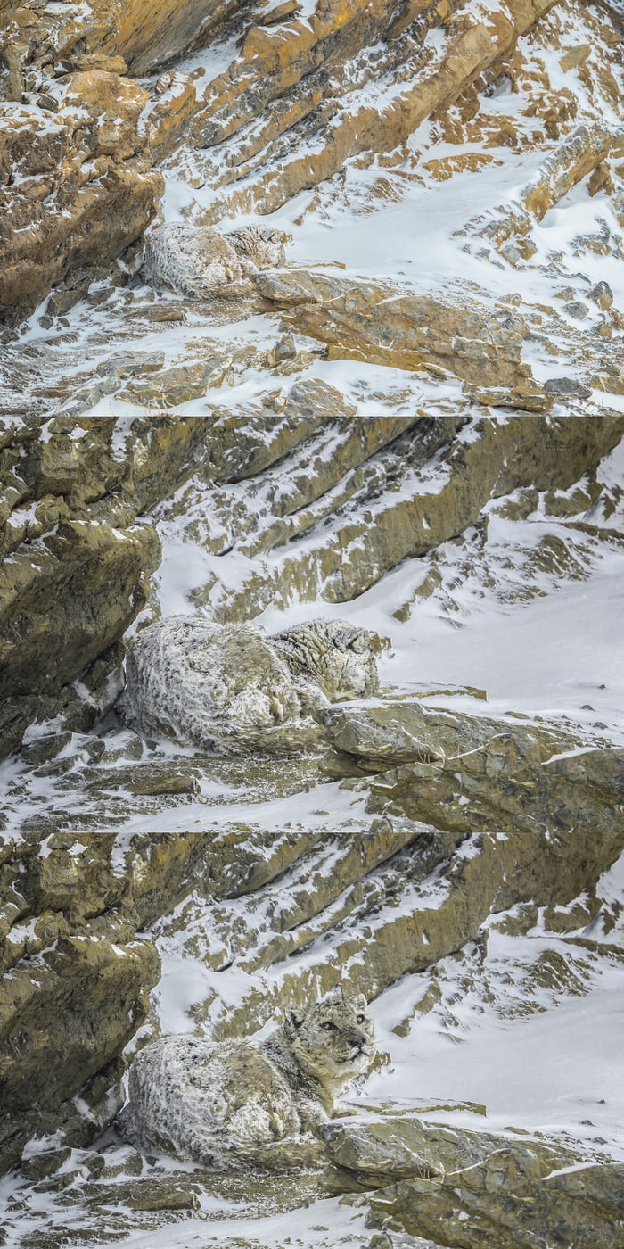Camouflage 101 Snow Leopards Often Times Roll In The Snow Before