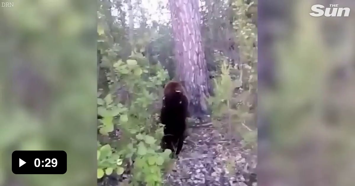 Man kicks bear and bear gets angry - 9GAG