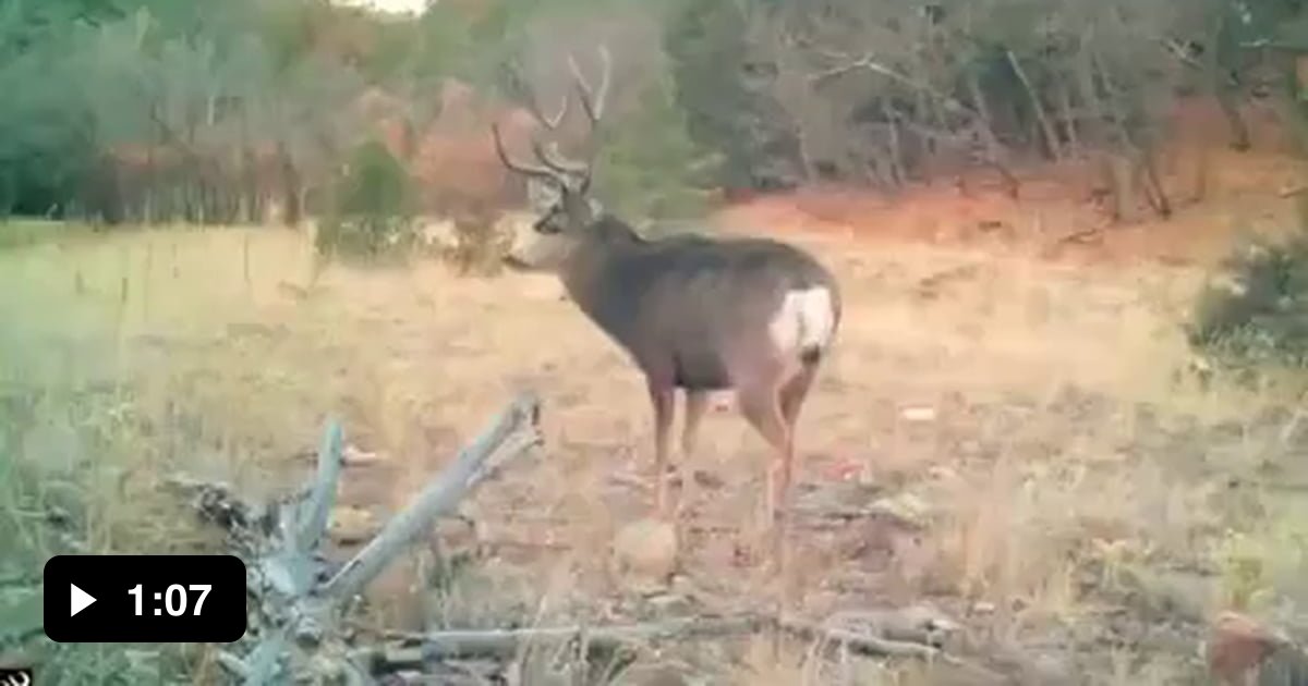 What does the Bambi say? Sound on. 9GAG