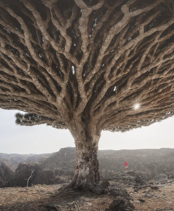 Dragon Blood Tree Socotra Island It Releases A Red Sap Or Resin That Is Known As Dragon S Blood People Use It As A Pigment For Art A Dye Or A Medicine 9gag