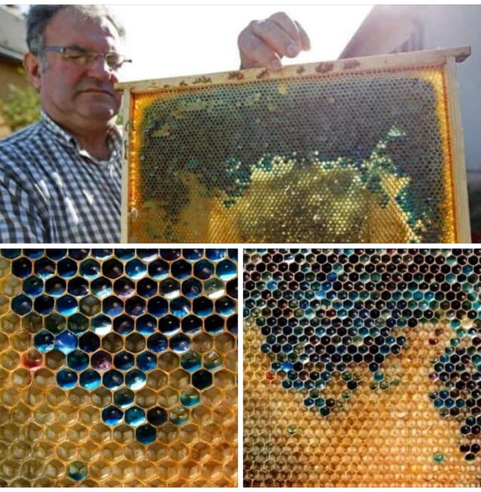 Bees started making blue honey after how sugar was found in the