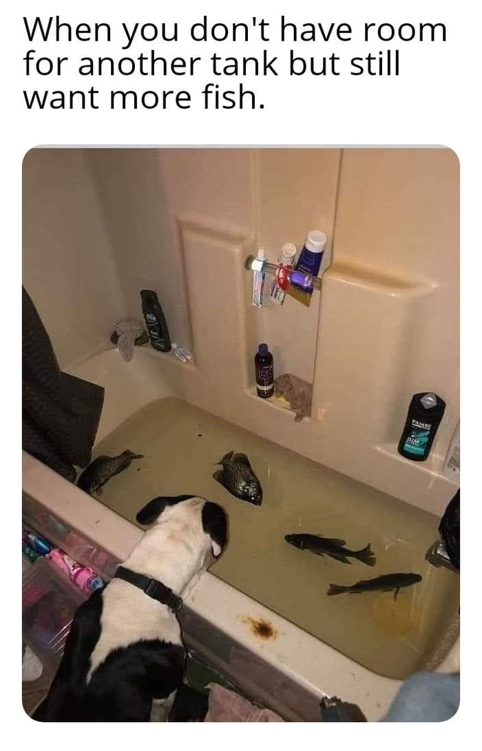 What happens when you run out of bathtubs? 9GAG
