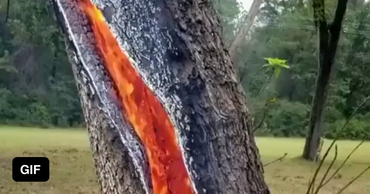 A tree on fire after a lightning strike - 9GAG