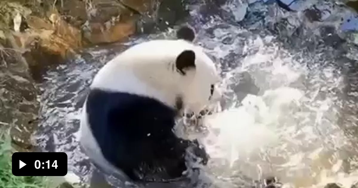 Just a Panda taking a bath... That is all 9GAG