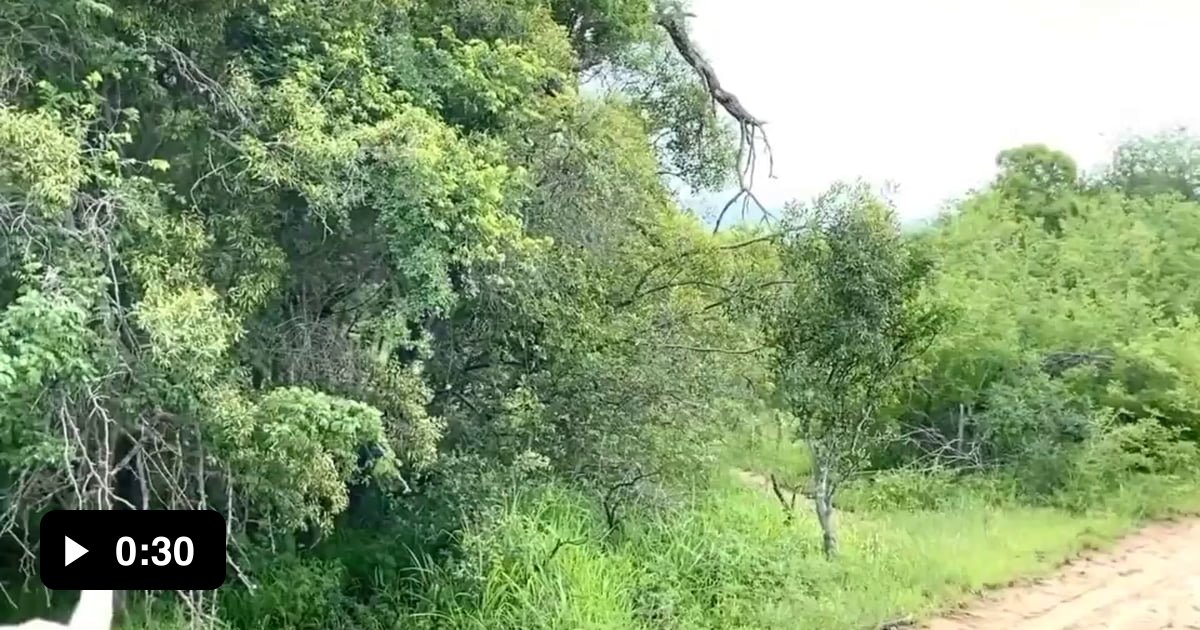 Elephant charges safari guide - 9GAG