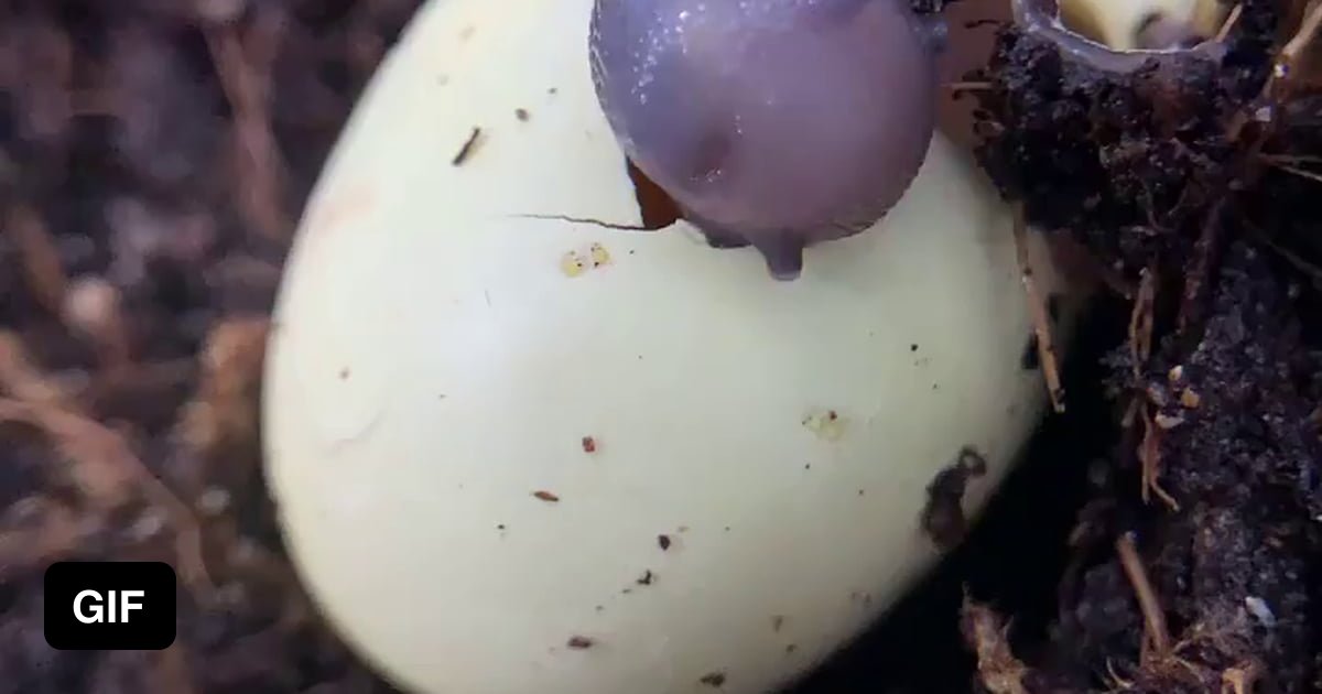 TIL that snails hatch from eggs than eat the egg shell to help form