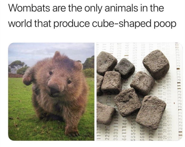 Какашки капибары фото Cube shit - 9GAG