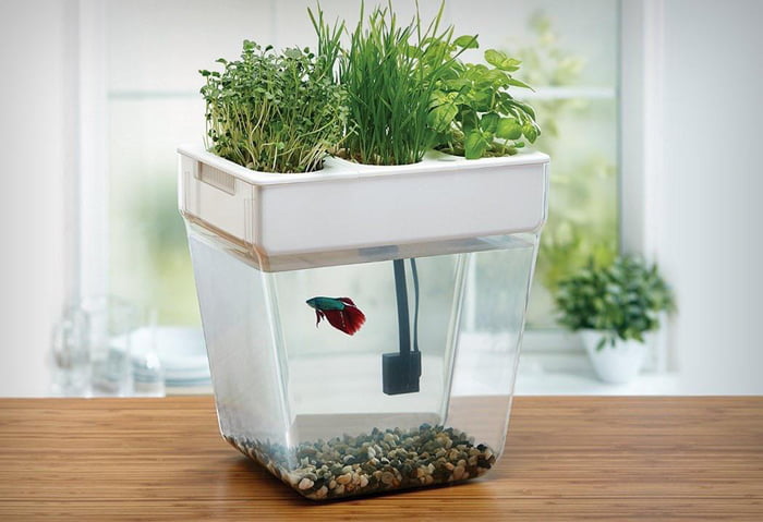self sustaining betta fish tank