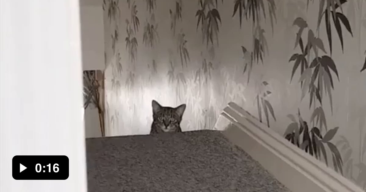 This Cat That Moves Closer Everytime You Look Away - 9GAG