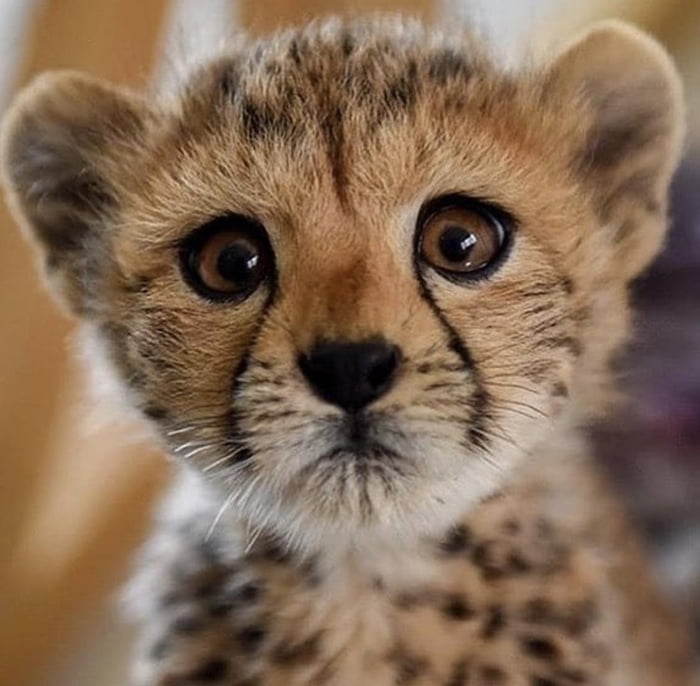 Fuzzy cheetah cub - 9GAG