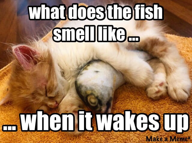 What does the fish smell like when it wakes up? #pussy #fish - 9GAG