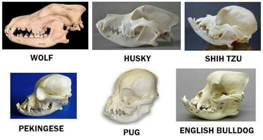 To the person who posted the deformed pug skull - 9GAG