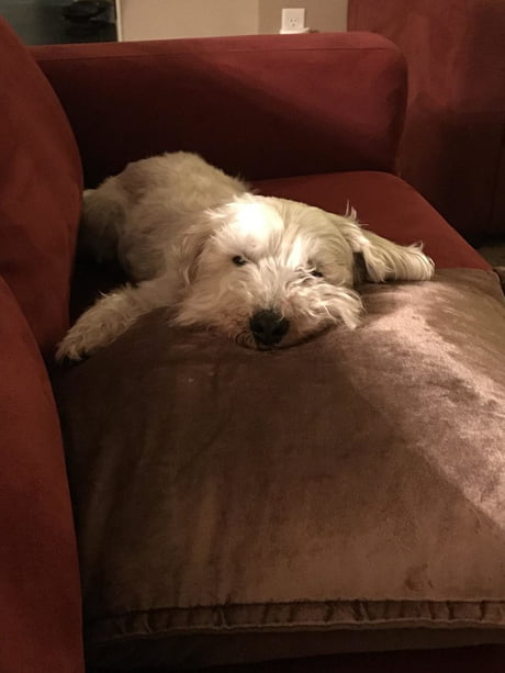 There S A Seal Pup On My Couch 9gag
