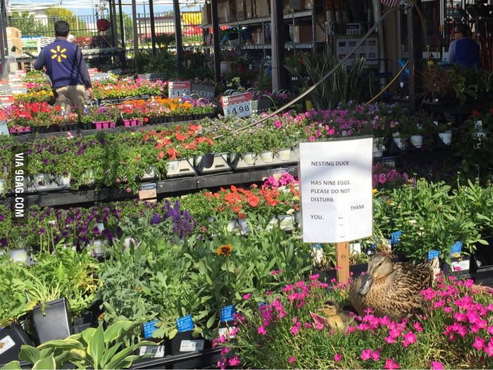 Ducks nesting in a Walmart garden area - 9GAG