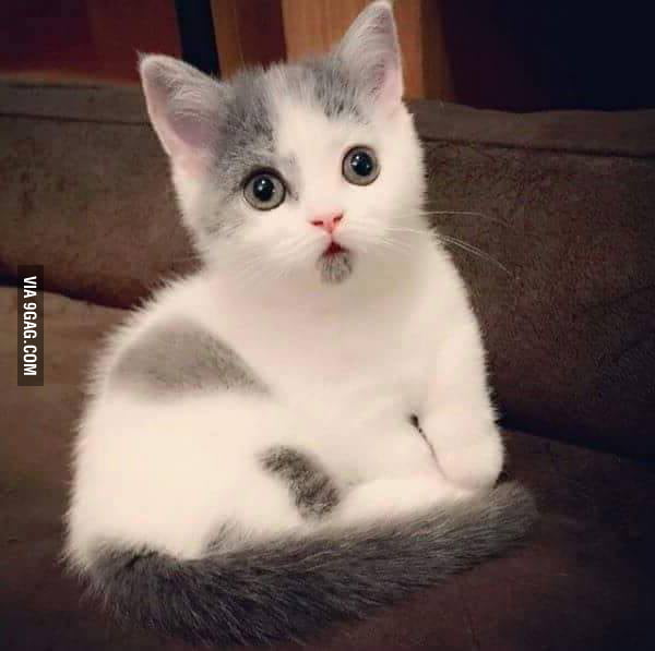 That little goatee! - 9GAG