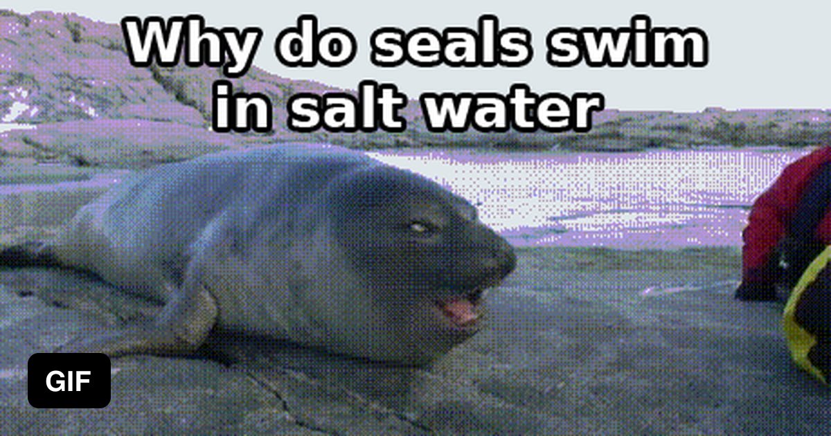 Why do seals swim in salt water. 9GAG