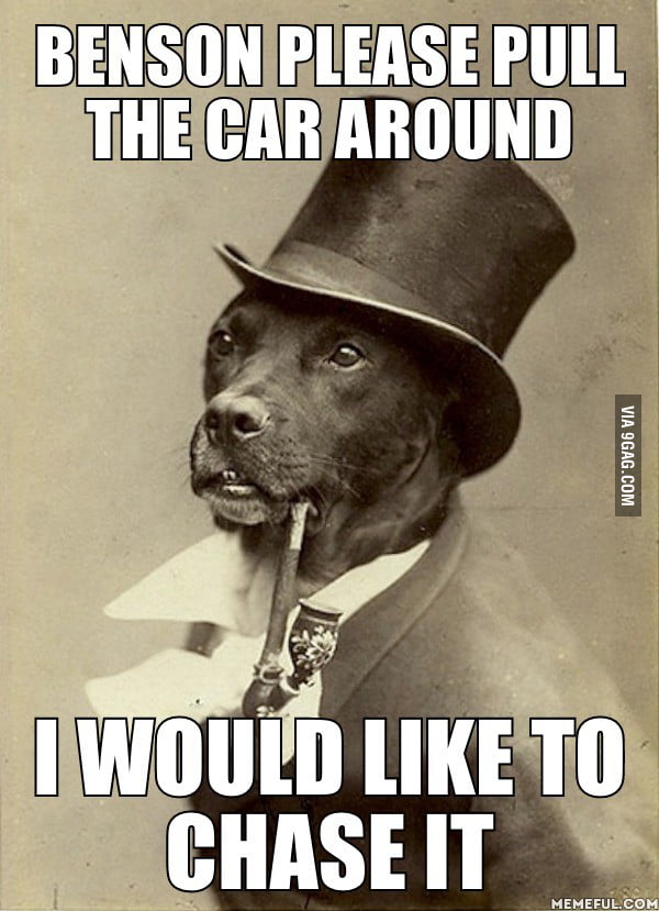 Classy dog is classy. - 9GAG