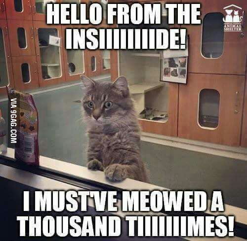 I must've meowed 1,000 times. - 9GAG