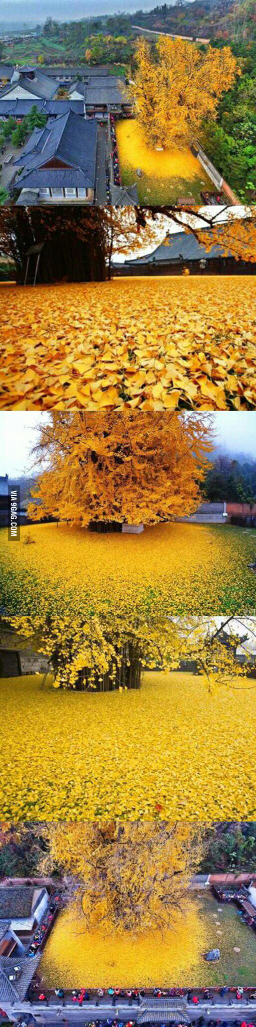 incredible-1400-year-old-chinese-ginkgo-tree-losing-its-leaves-9gag